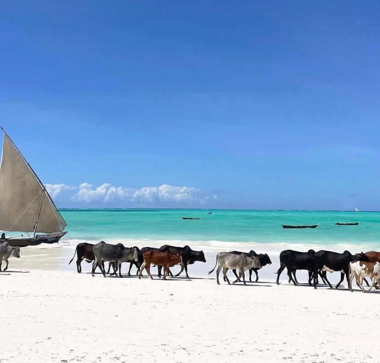 Your Zanzibar Place 帕杰 外观 照片